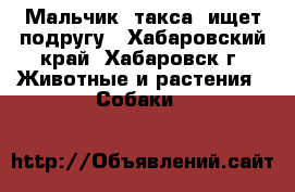 Мальчик (такса) ищет подругу - Хабаровский край, Хабаровск г. Животные и растения » Собаки   